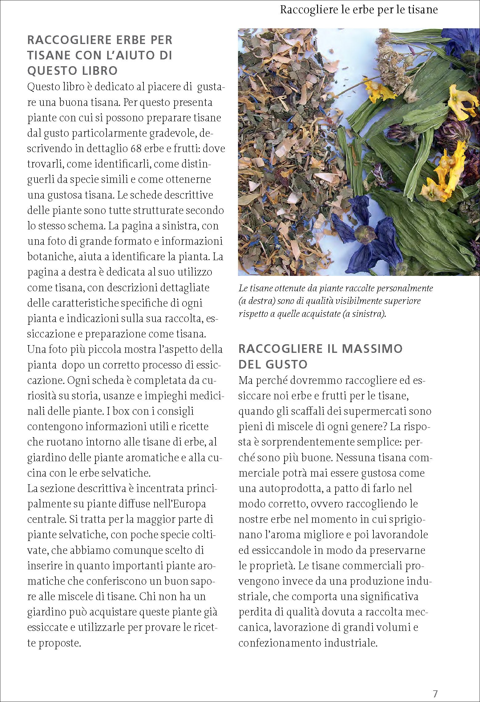 Ricca Scienze Gastronomiche Tisane erbe frutti selvatici manuale Beiser