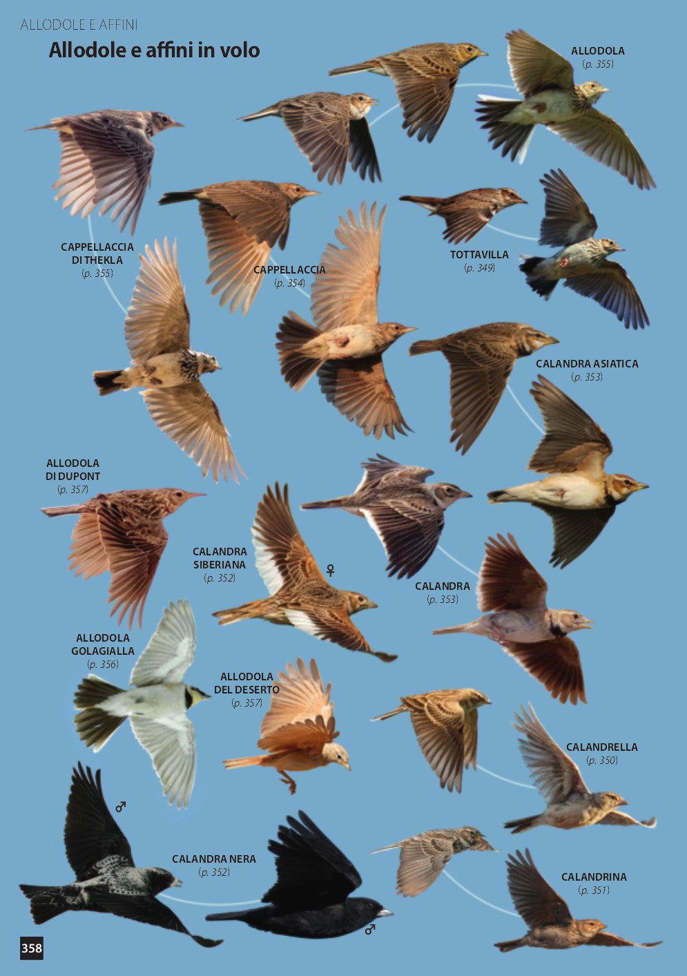 Ricca Editore Uccelli d'Europa guida identificazione 928 specie