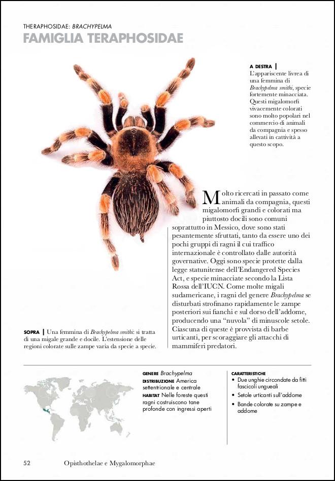 Ricca Insetti e Ragni Ragni del mondo libro 100 famiglie