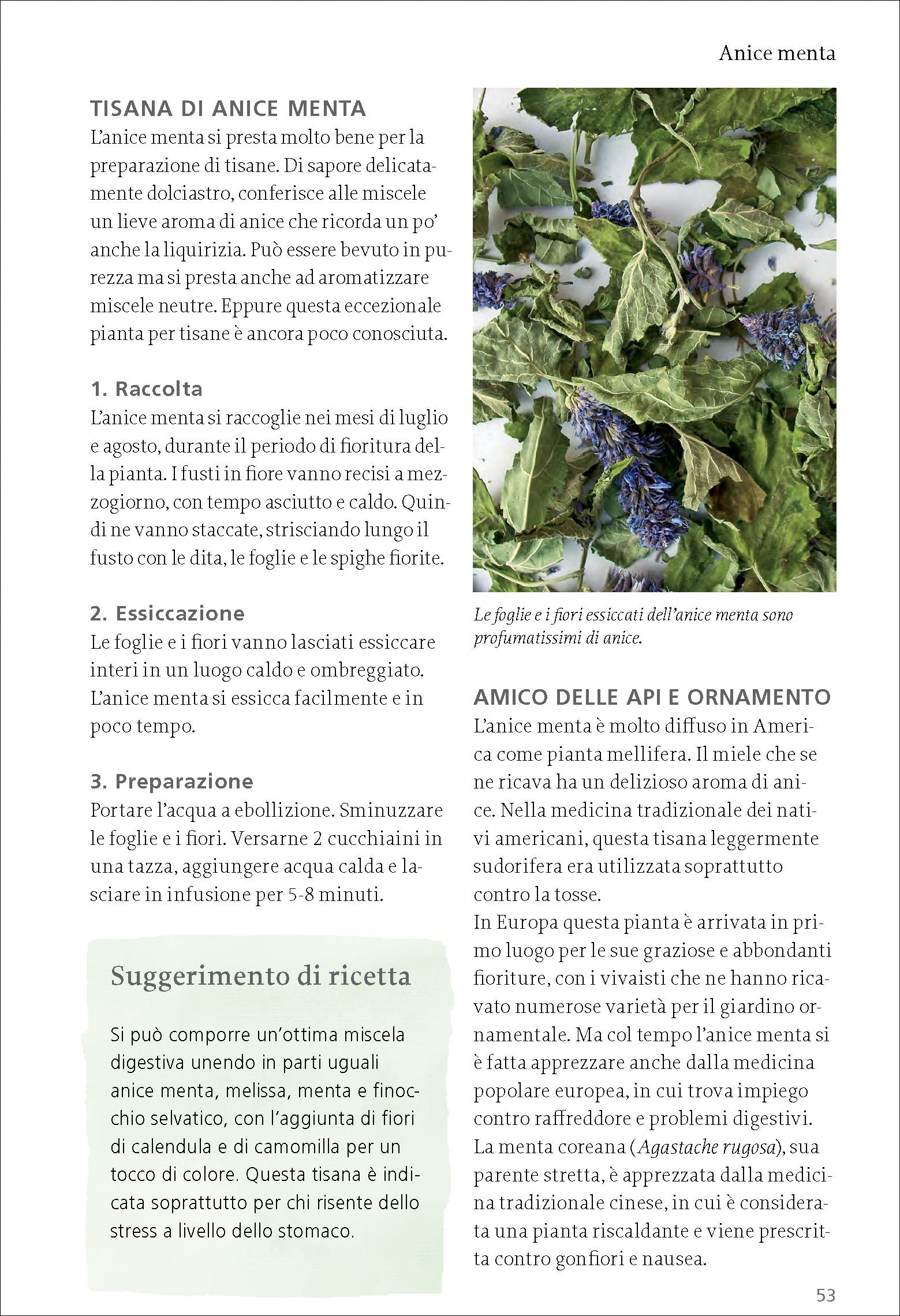 Ricca Scienze Gastronomiche Tisane erbe frutti selvatici manuale Beiser