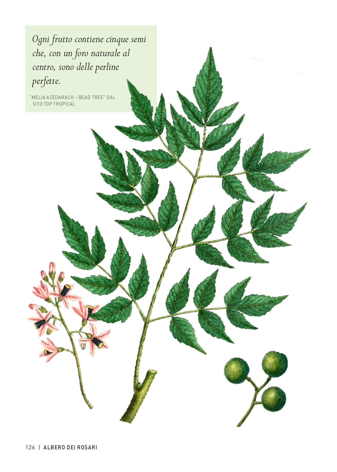 Ricca Editore Storie segrete degli alberi libro 150 specie