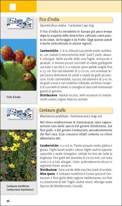 Ricca Editore Flora del Mediterraneo guida tascabile foto