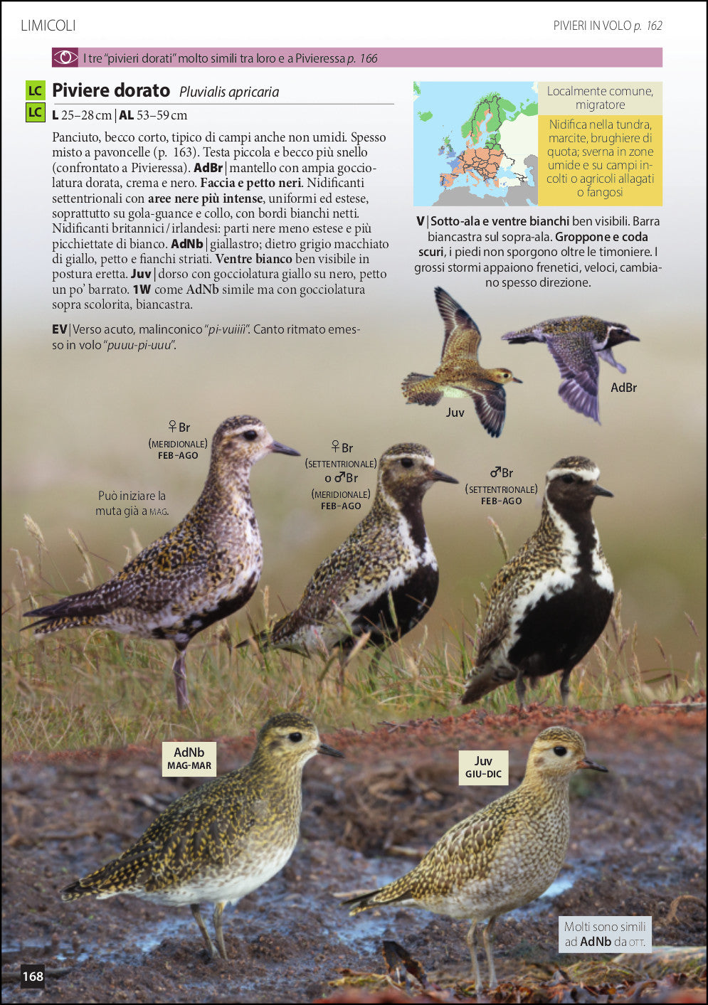 Ricca Editore Uccelli d'Europa guida identificazione 928 specie