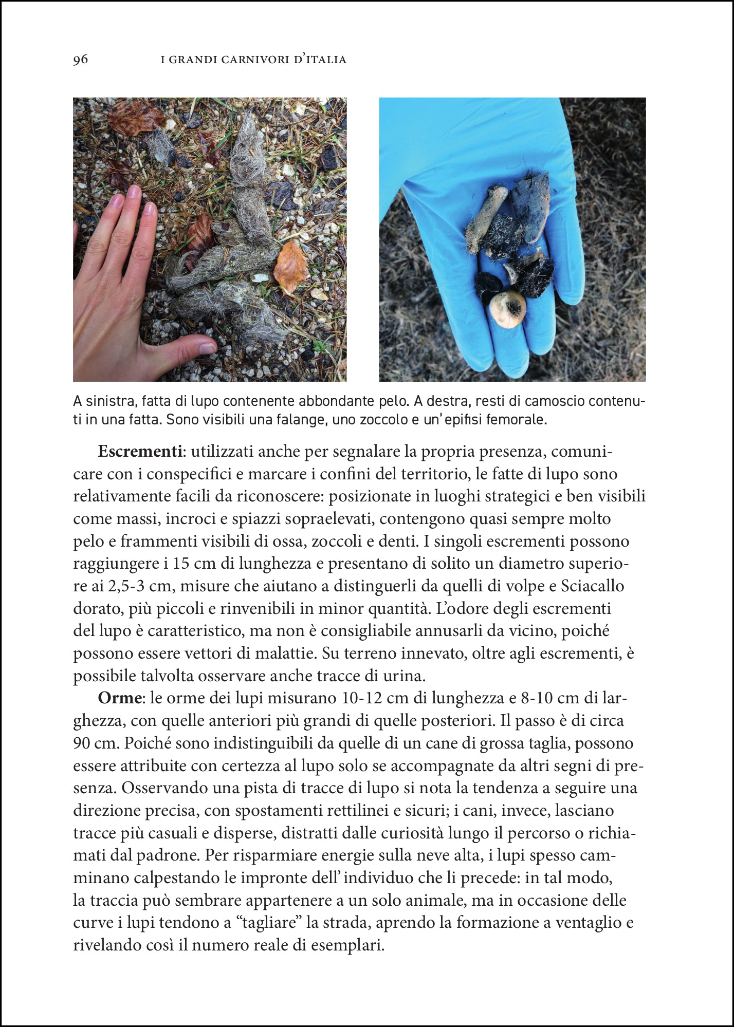 Ricca Editore I grandi carnivori d'Italia libro orso lupo lince