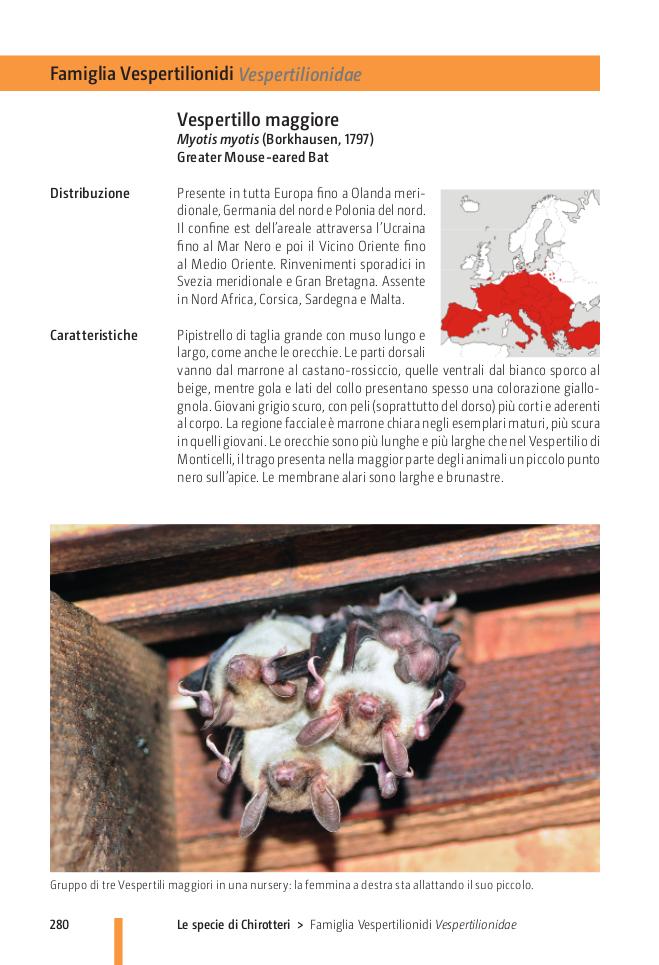 Ricca Editore Pipistrelli d'Europa manuale chirotteri con foto