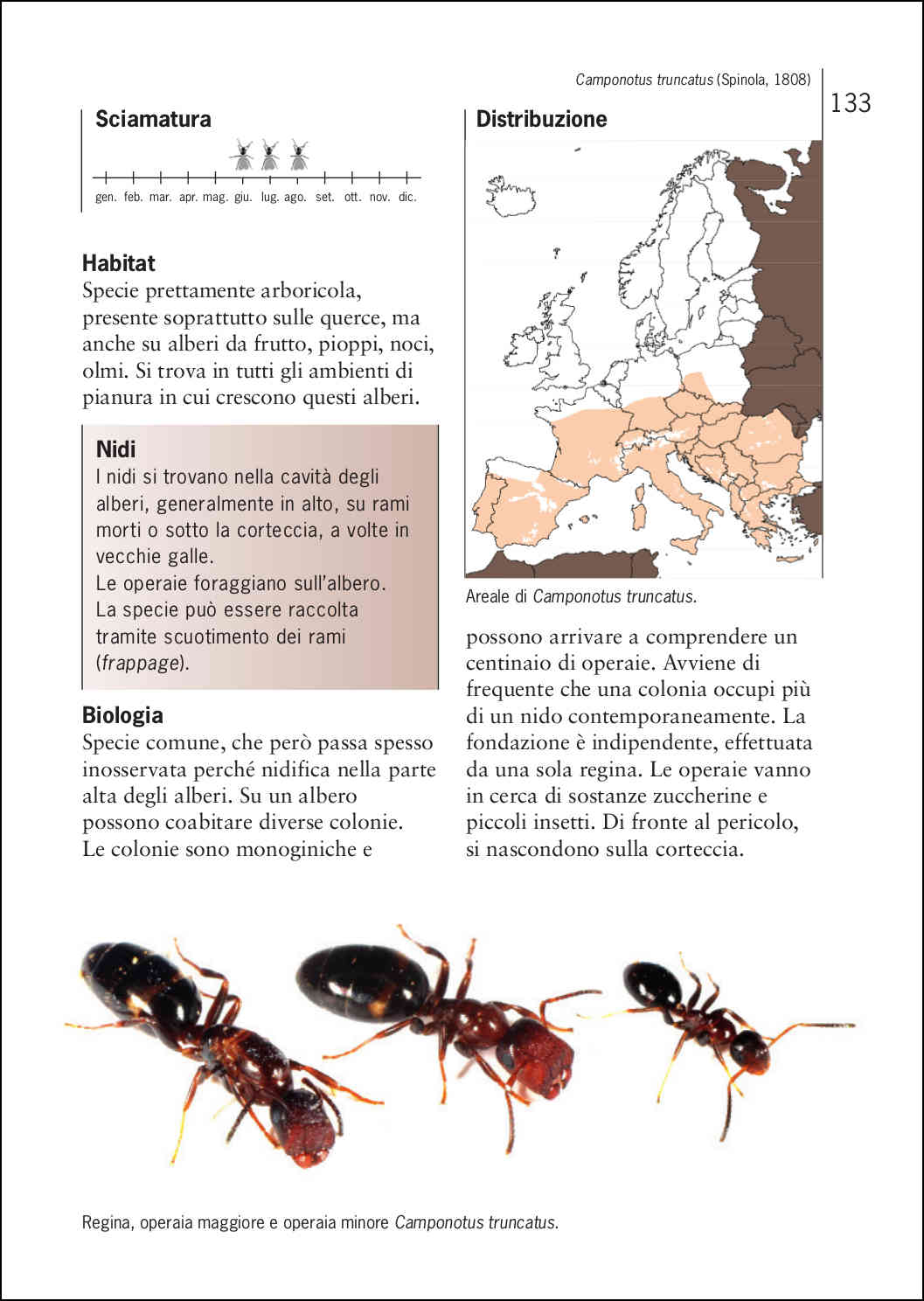 Ricca Editore Insetti Guida formiche Europa libro 400 specie