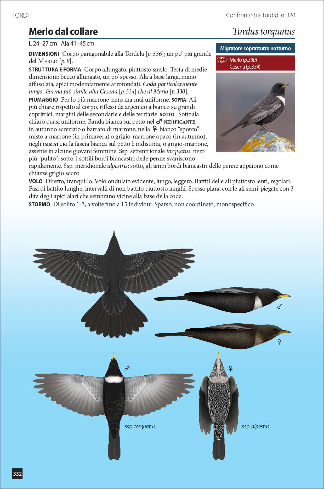Ricca Identificare passeriformi europei volo Guida uccelli