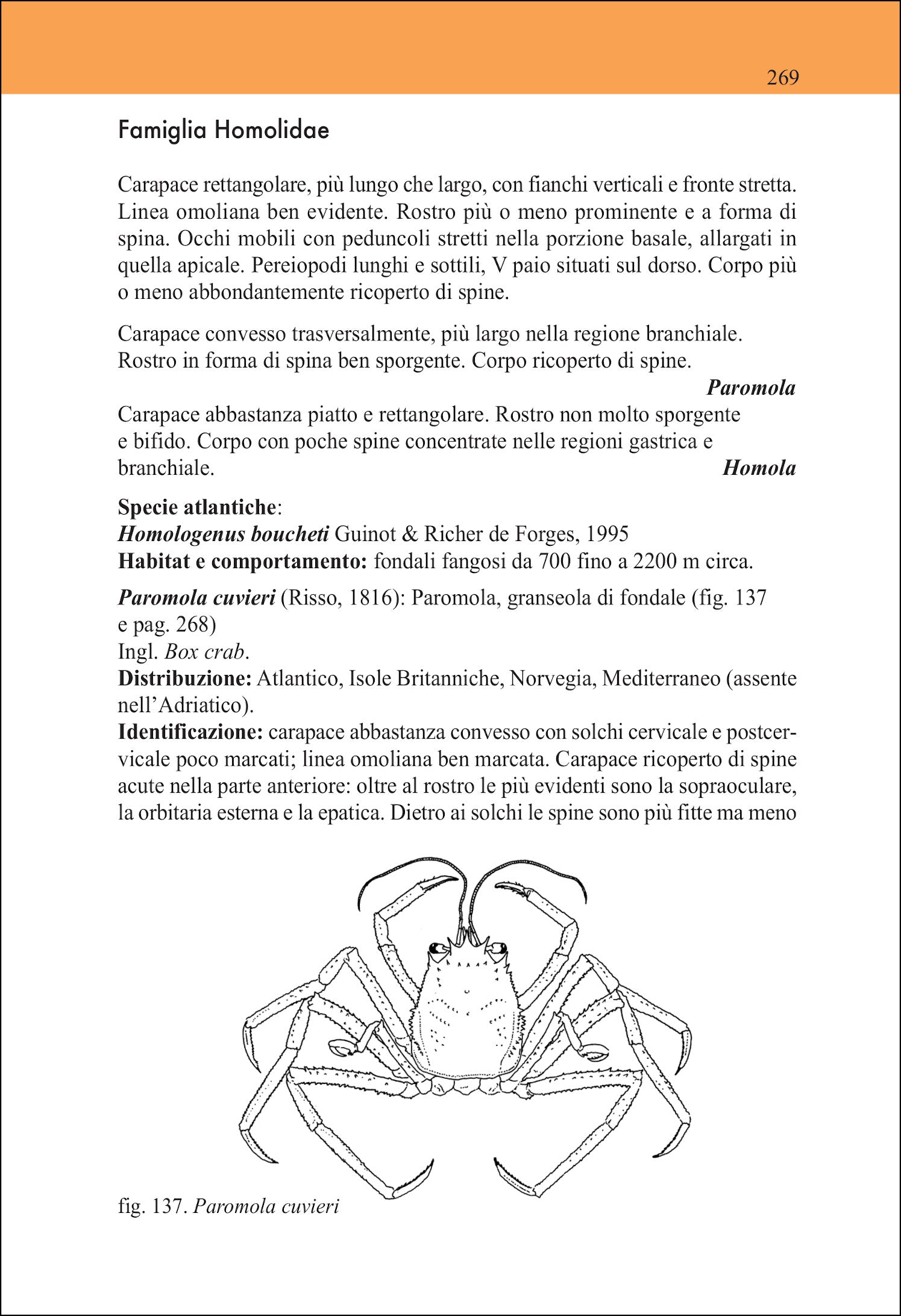 Ricca Editore Mare Guida ai crostacei decapodi d'Europa 600 specie