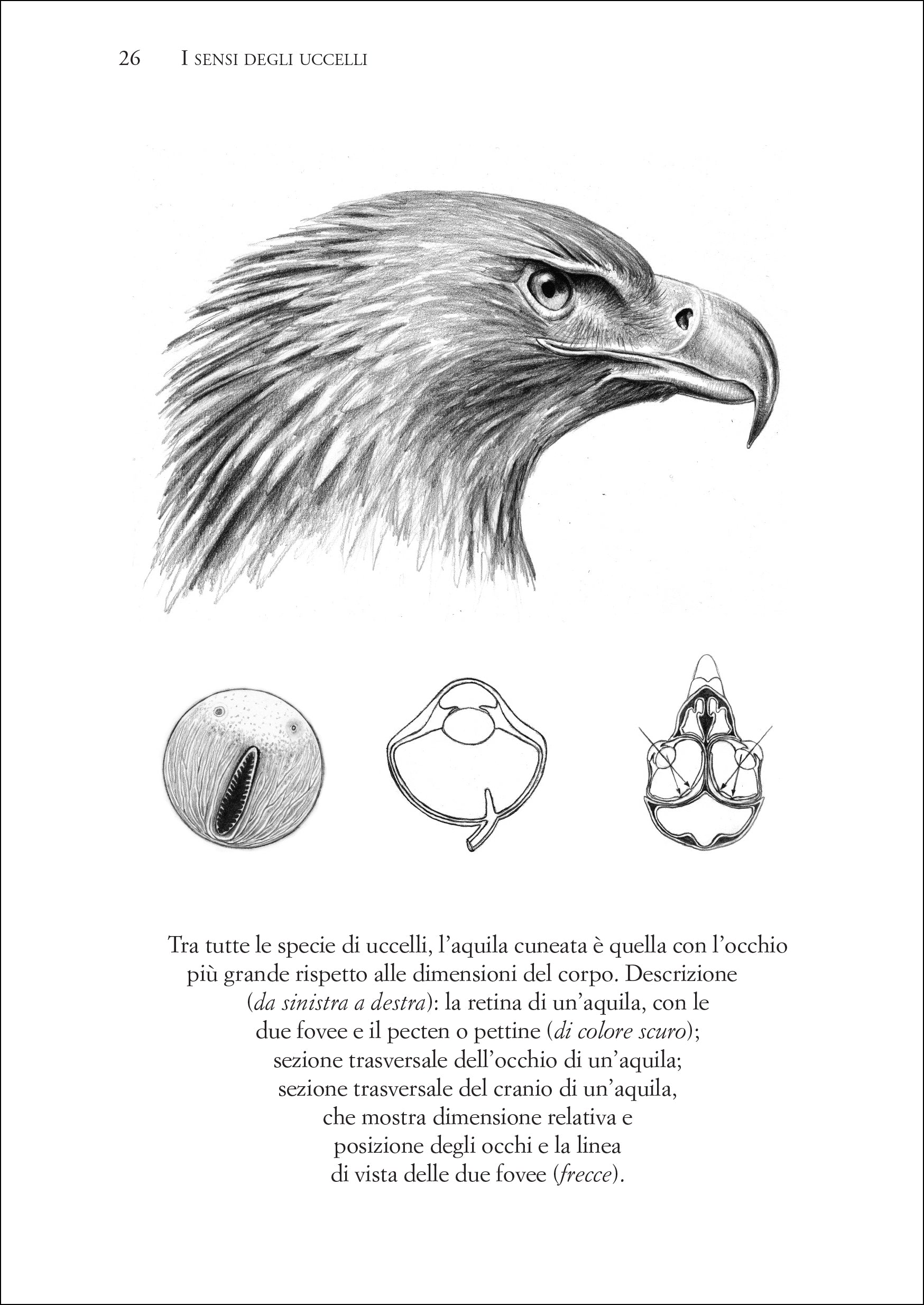Ricca Editore Etologia I sensi degli uccelli libro saggio vista udito