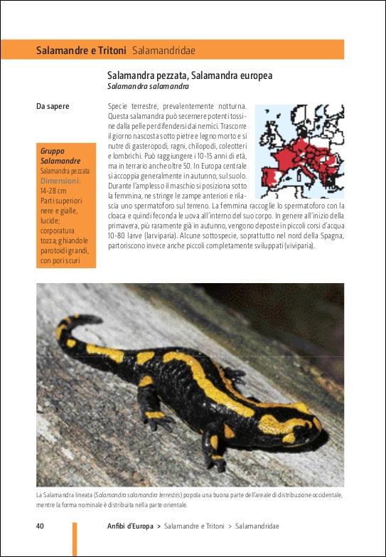 Ricca Rettili e Anfibi d'Europa Guida campo fotografica