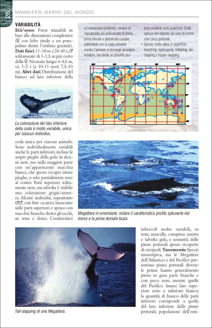 Ricca Editore Mammiferi Balene delfini e foche guida campo 129 specie