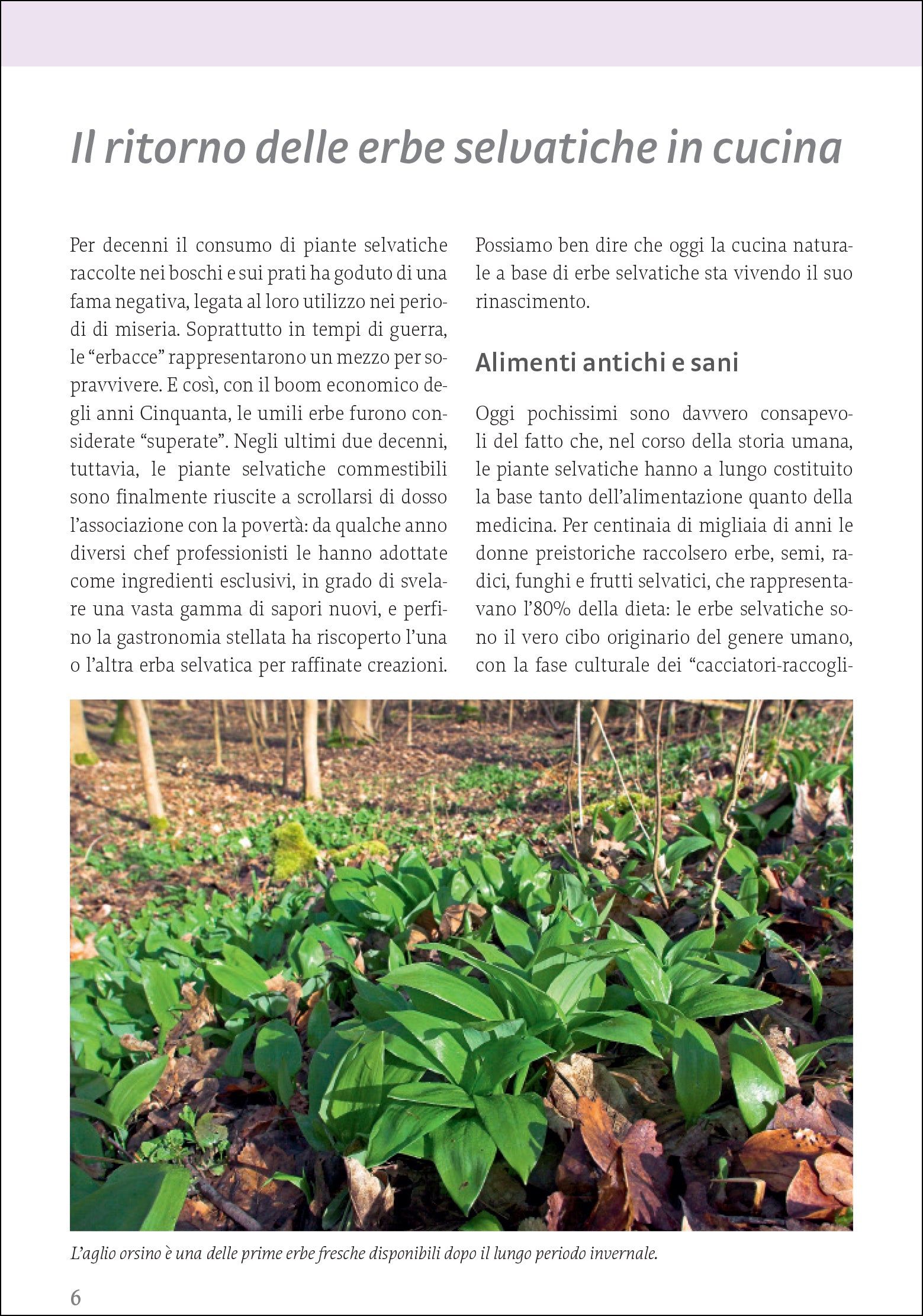 Ricca Editore Piante selvatiche commestibili guida ricette