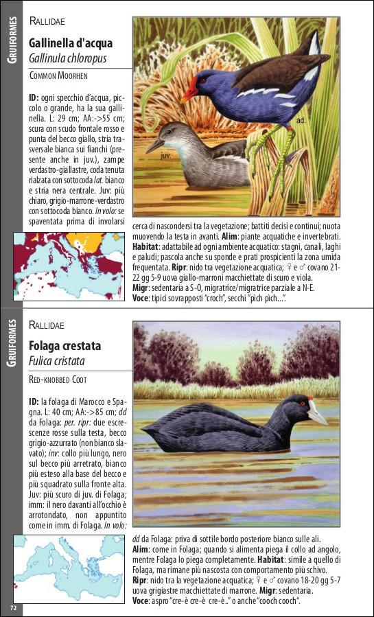 Ricca Editore Uccelli del Mediterraneo guida tascabile 400