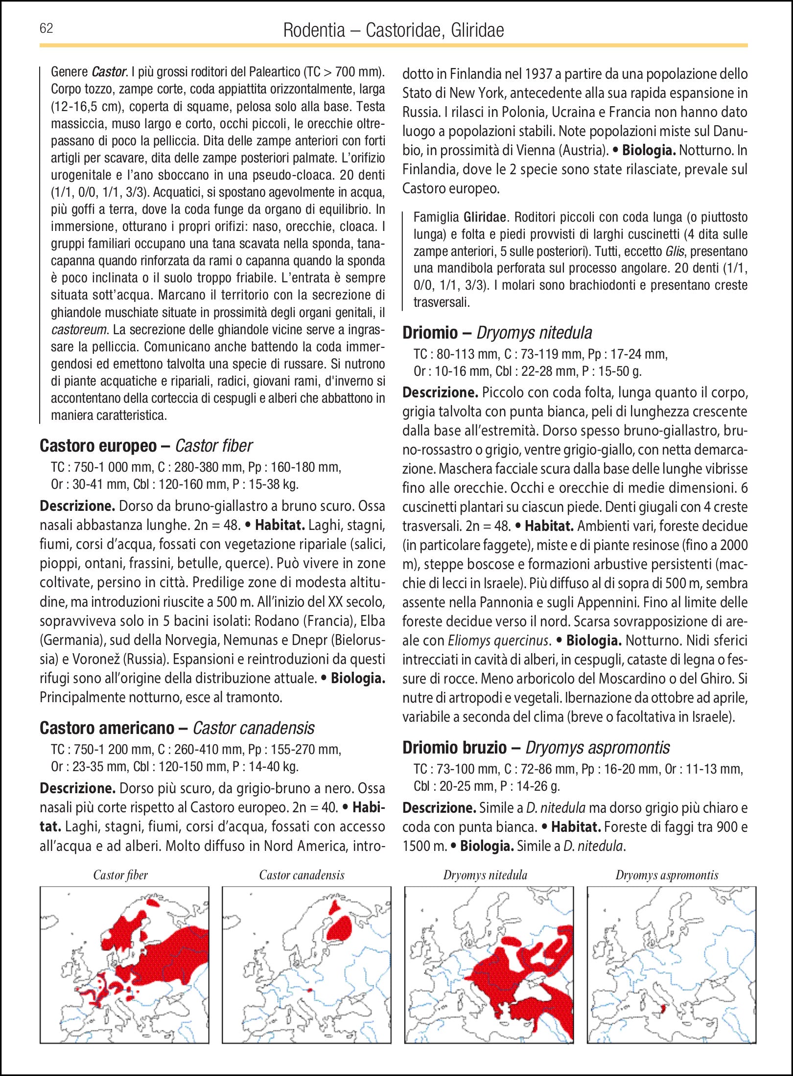 Ricca Editore Mammiferi d'Europa guida 500 specie disegni