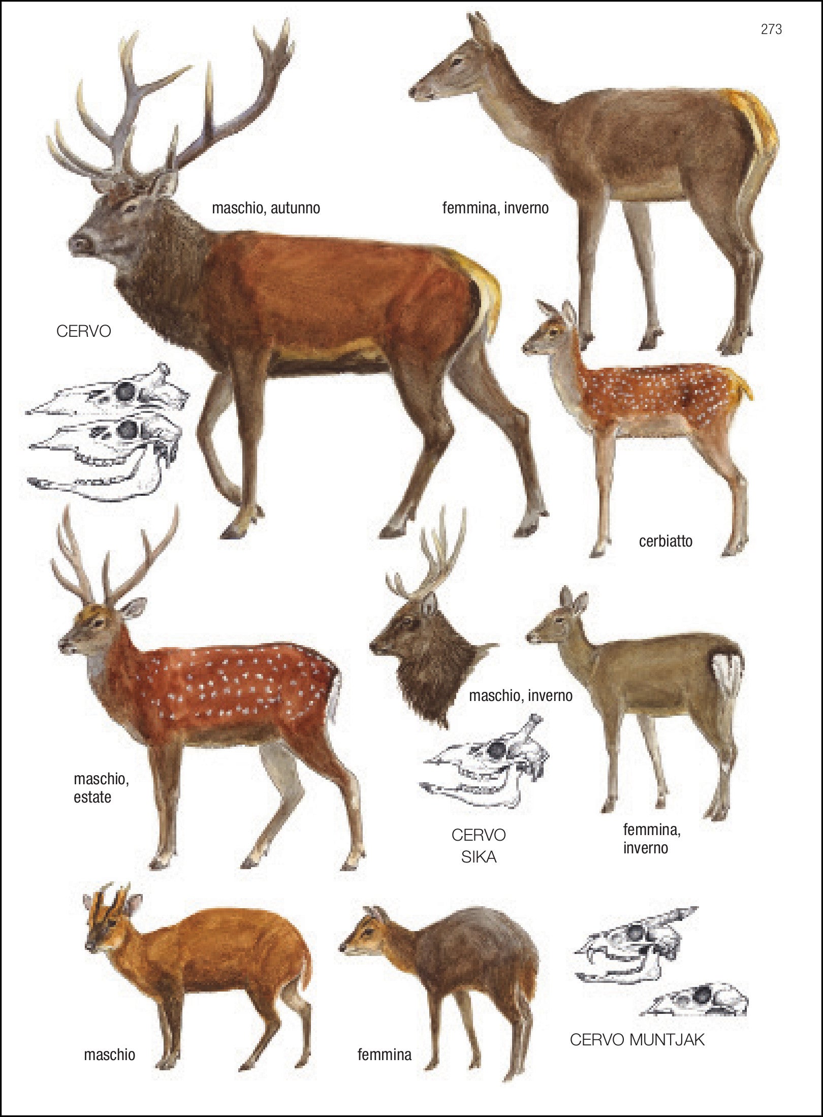 Ricca Editore Mammiferi d'Europa guida 500 specie disegni
