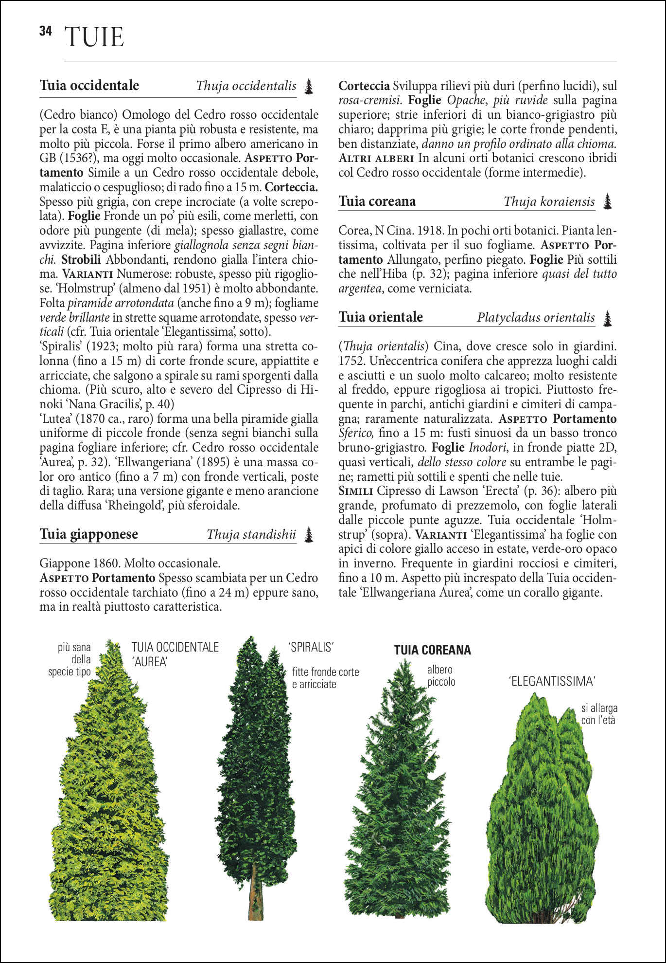 Ricca Editore Alberi d'Europa guida botanica 1600 taxa illustrata