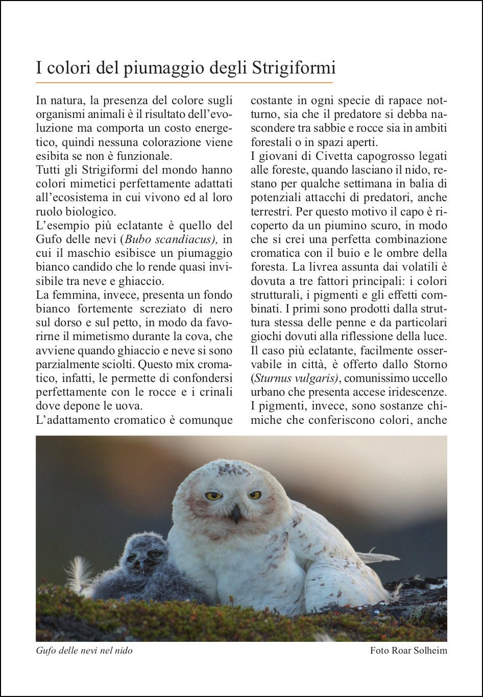 Ricca Editore Birdwatching Guida ai rapaci notturni d'Europa guida gufi