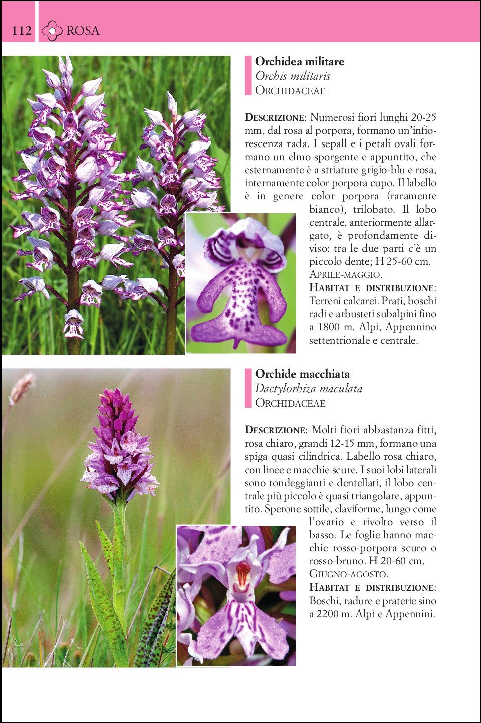 Ricca Editore Guida fiori montagna libro 240 specie foto
