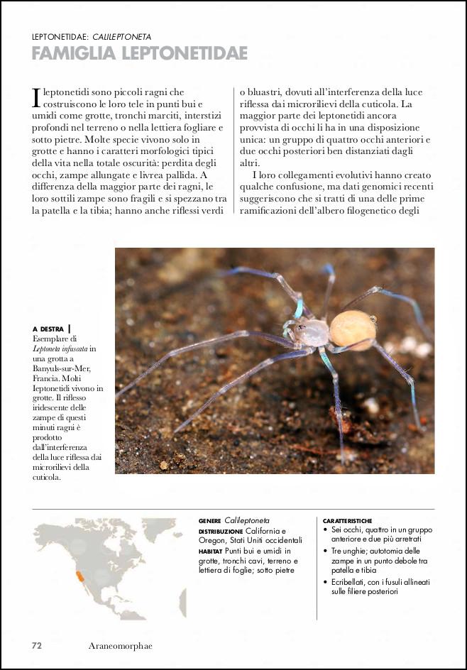 Ricca Insetti e Ragni Ragni del mondo libro 100 famiglie