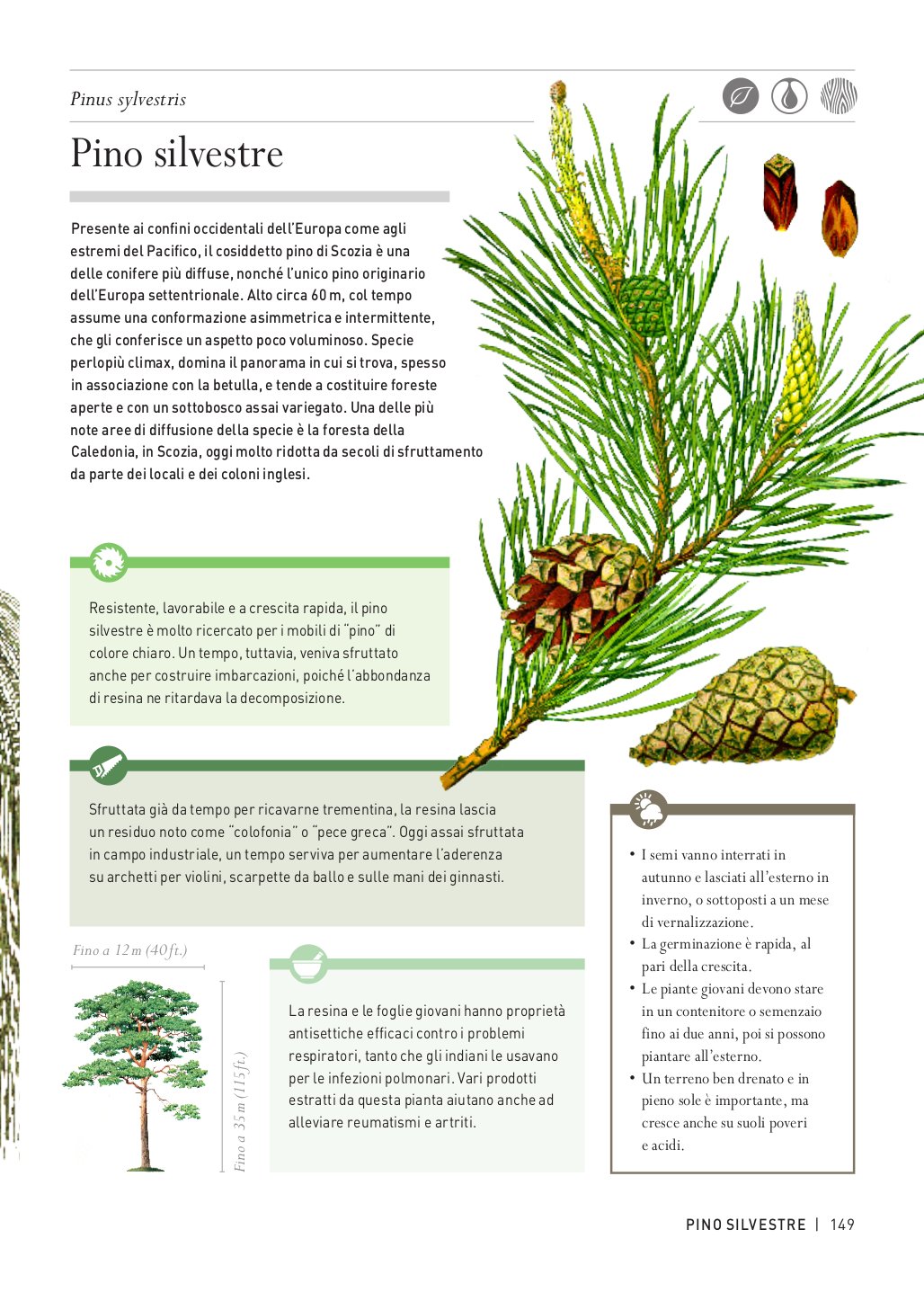 Ricca Editore Storie segrete degli alberi libro 150 specie