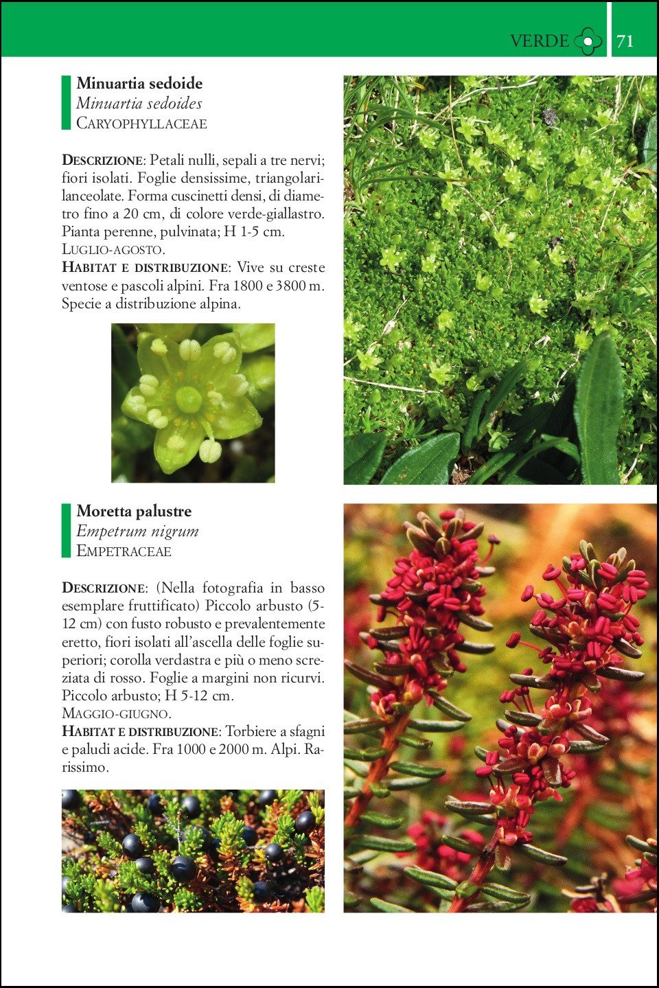 Ricca Editore Guida fiori montagna libro 240 specie foto