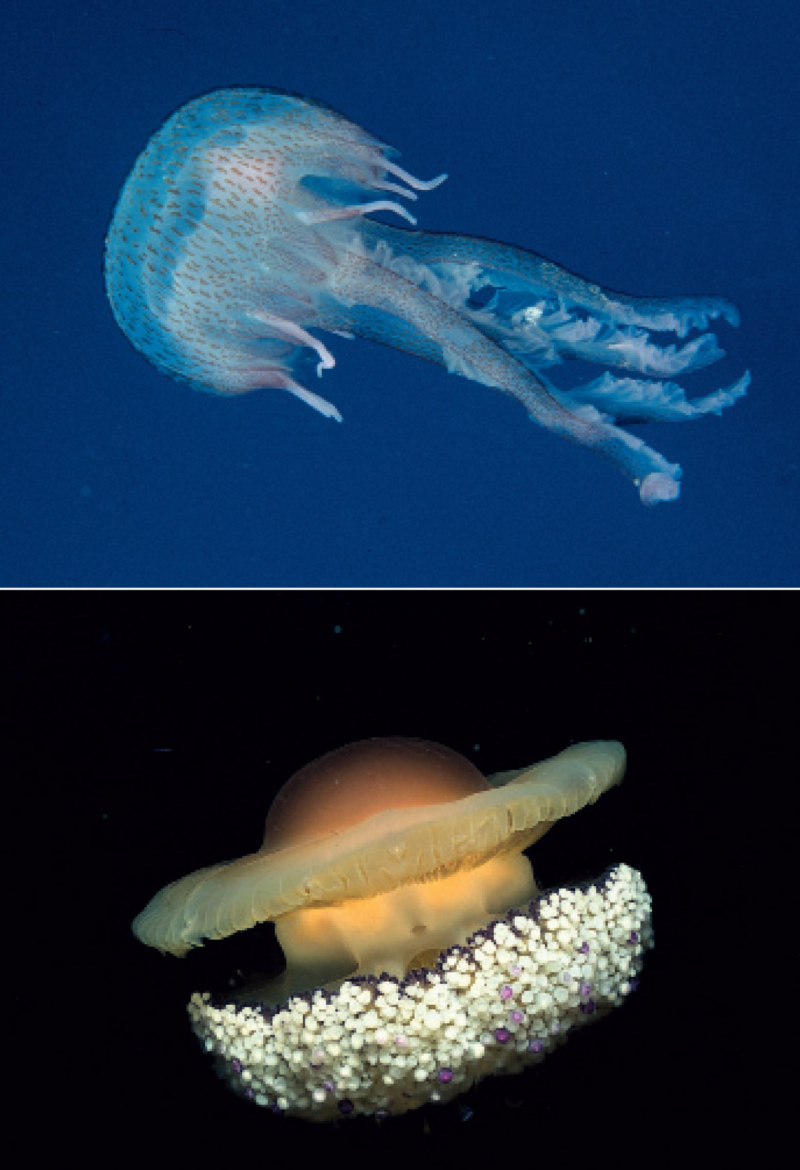 Ricca Editore Cosa vive nel Mediterraneo guida subacquea snorkeling