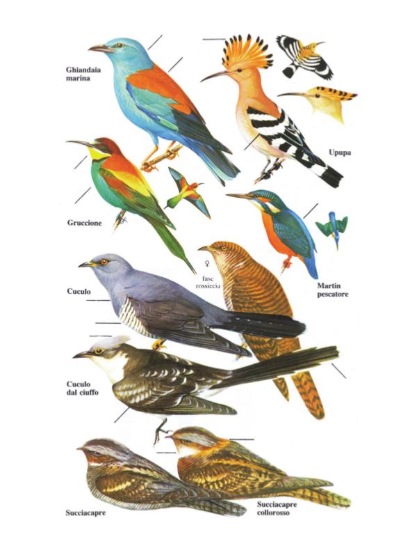 Ricca Birdwatching Guida uccelli Europa guida campo riconoscimento