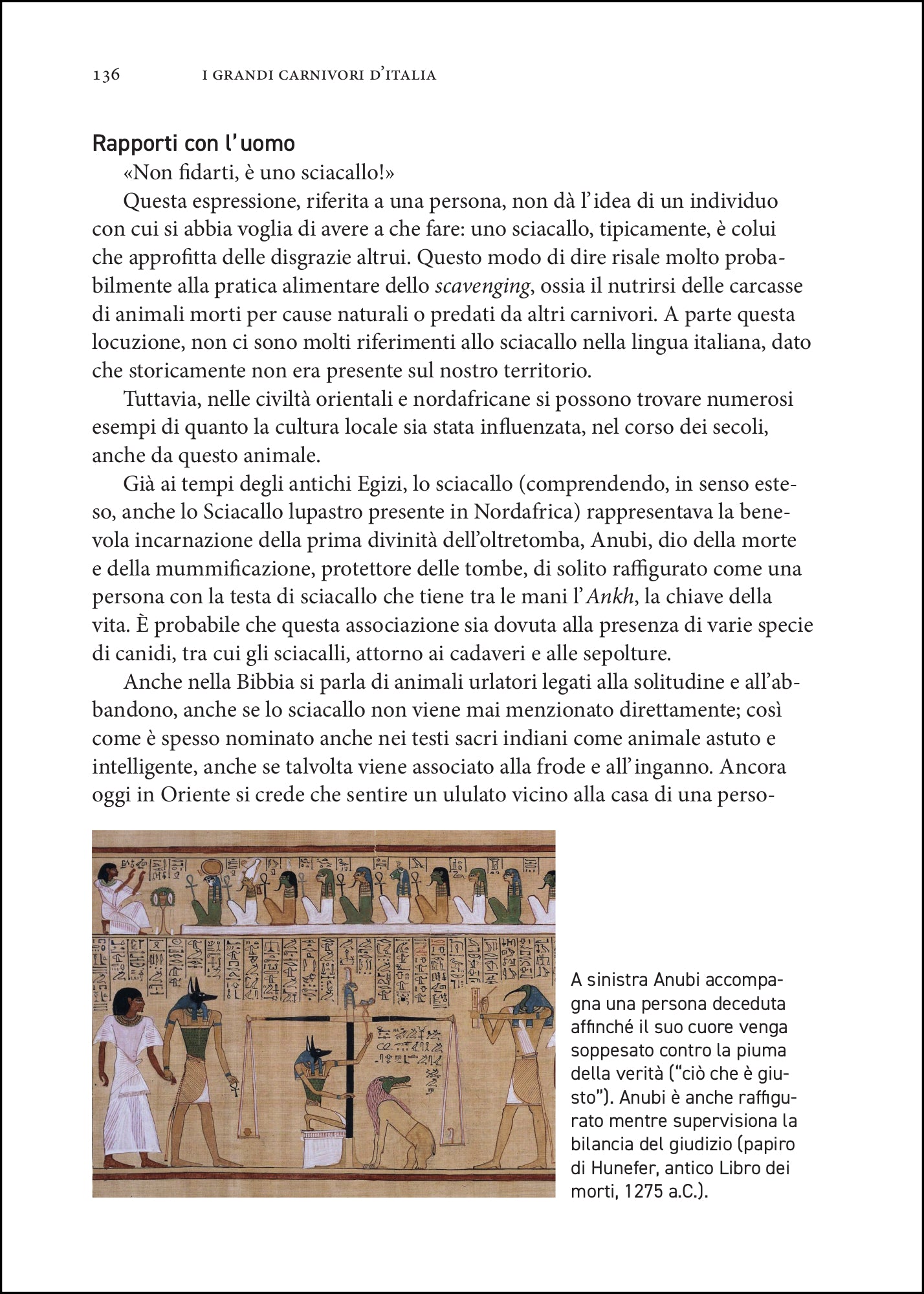 Ricca Editore I grandi carnivori d'Italia libro orso lupo lince