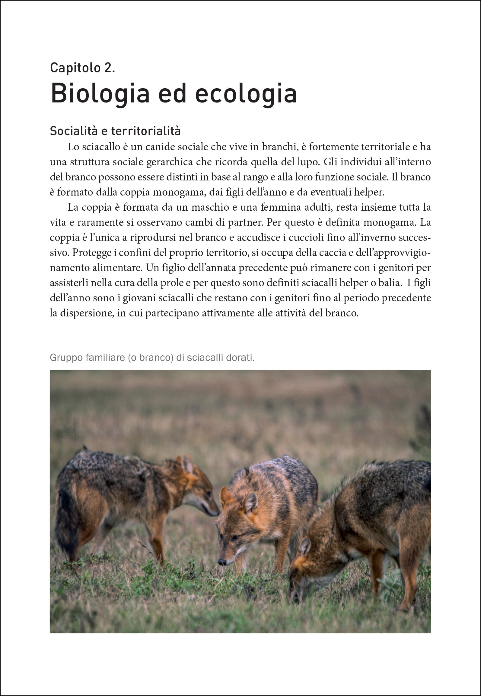 Ricca Editore Mammiferi Lo sciacallo dorato in Italia libro ecologia