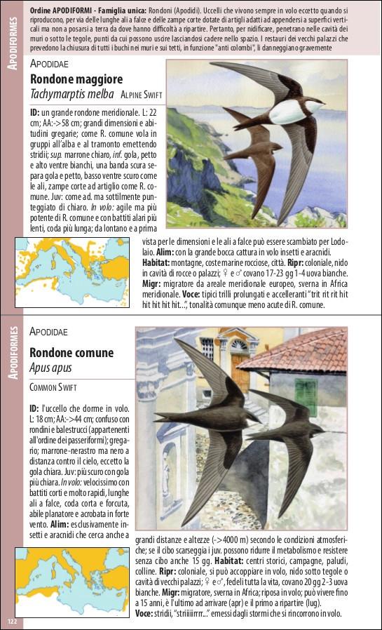 Ricca Editore Uccelli del Mediterraneo guida tascabile 400