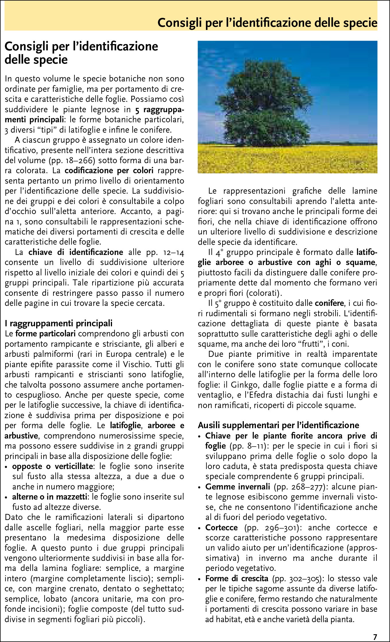 Ricca Che albero è questo? Guida alberi arbusti fotografica