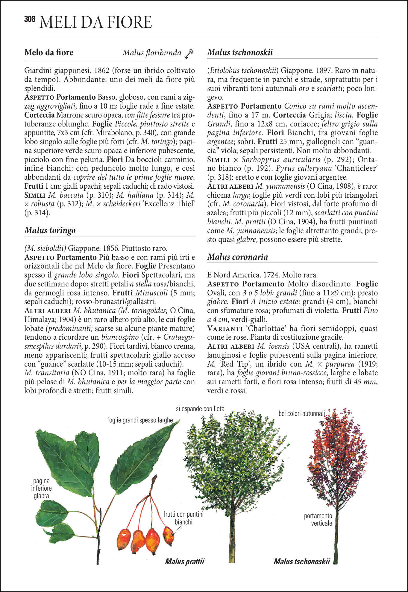 Ricca Editore Alberi d'Europa guida botanica 1600 taxa illustrata
