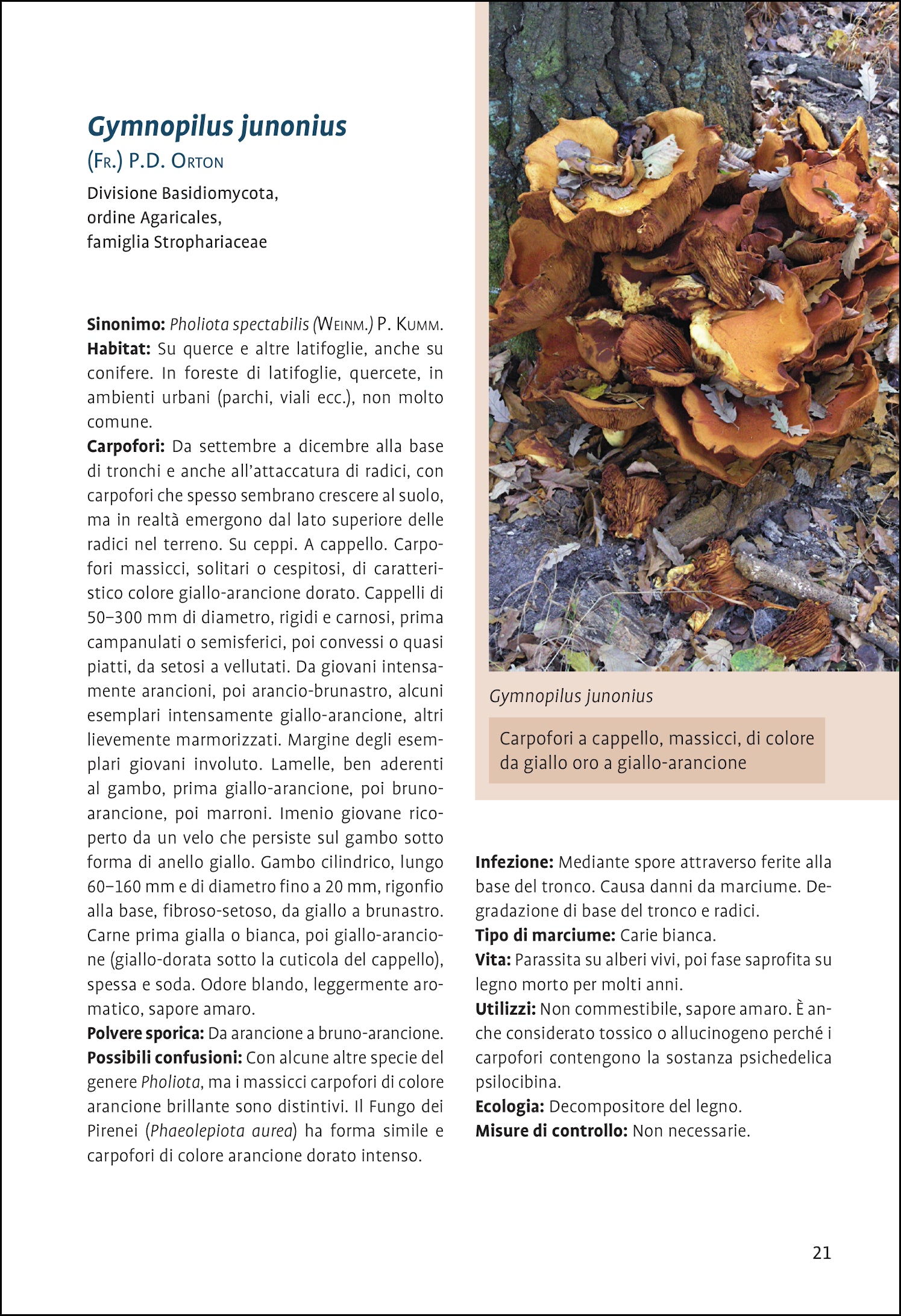 Ricca Editore Funghi Guida ai funghi lignicoli libro 180 specie