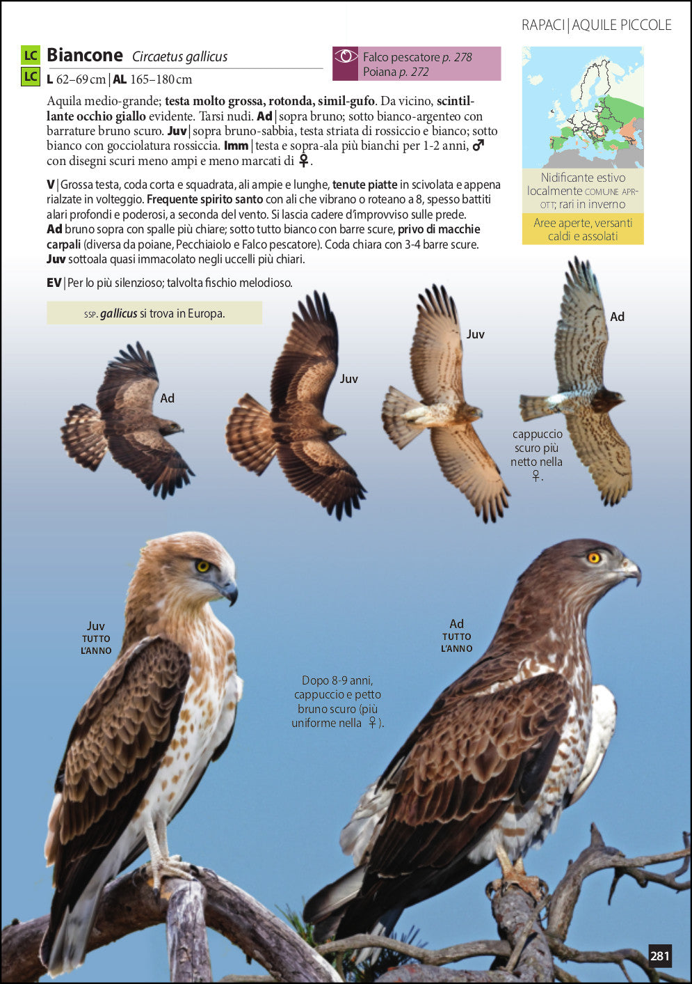 Ricca Editore Uccelli d'Europa guida identificazione 928 specie