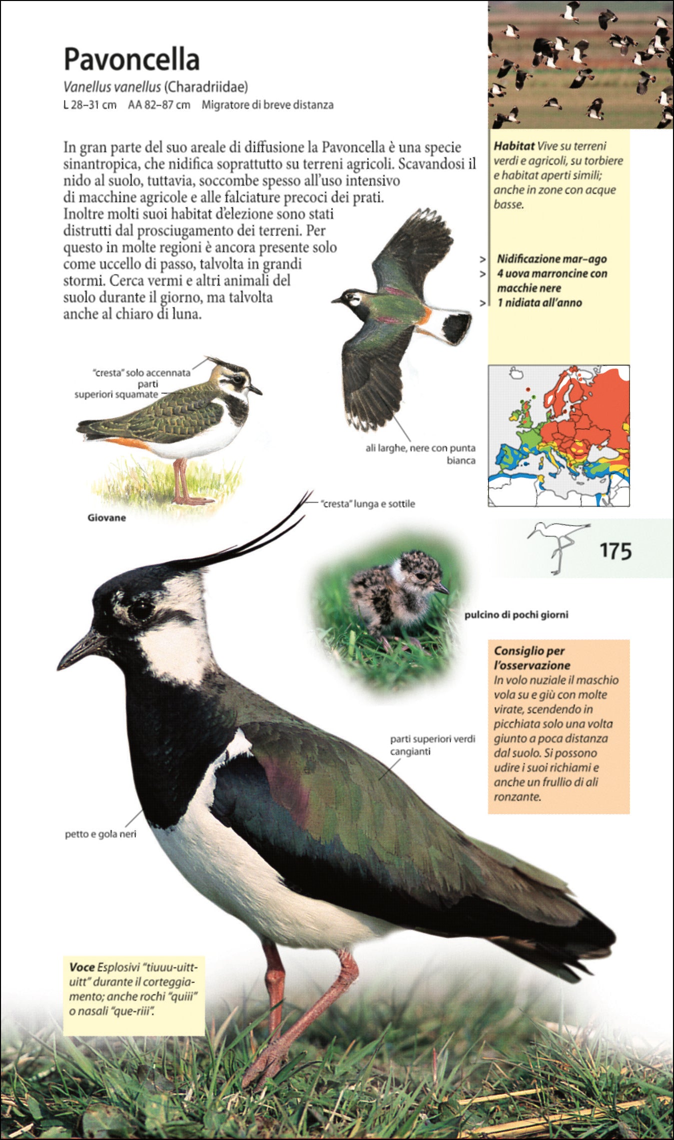 Ricca Editore Che uccello è questo? guida uccelli 440 specie tascabile