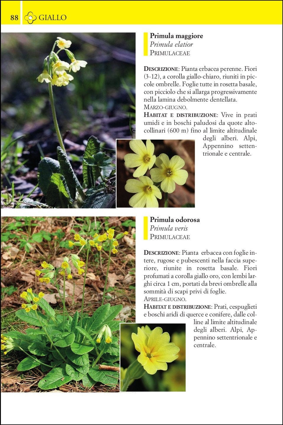 Ricca Editore Guida fiori montagna libro 240 specie foto
