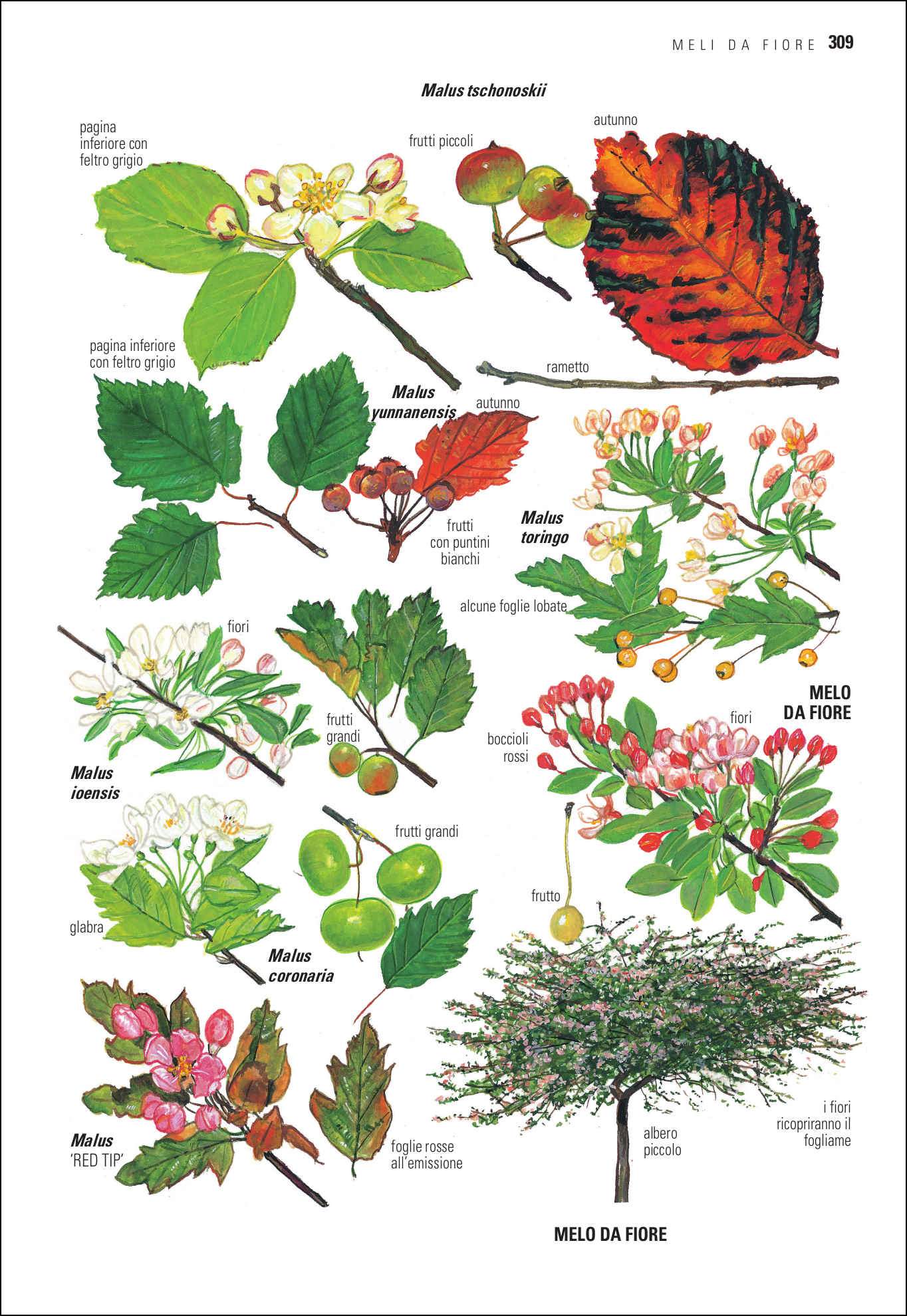 Ricca Editore Alberi d'Europa guida botanica 1600 taxa illustrata