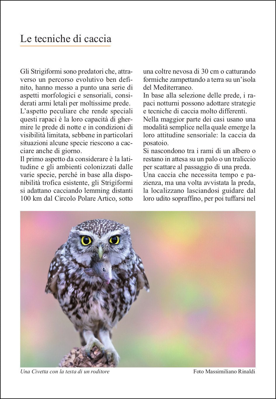 Ricca Editore Birdwatching Guida ai rapaci notturni d'Europa guida gufi