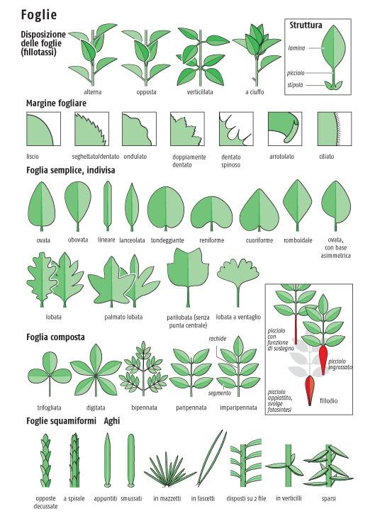 Ricca Editore Guida agli alberi d'Europa libro 680 specie
