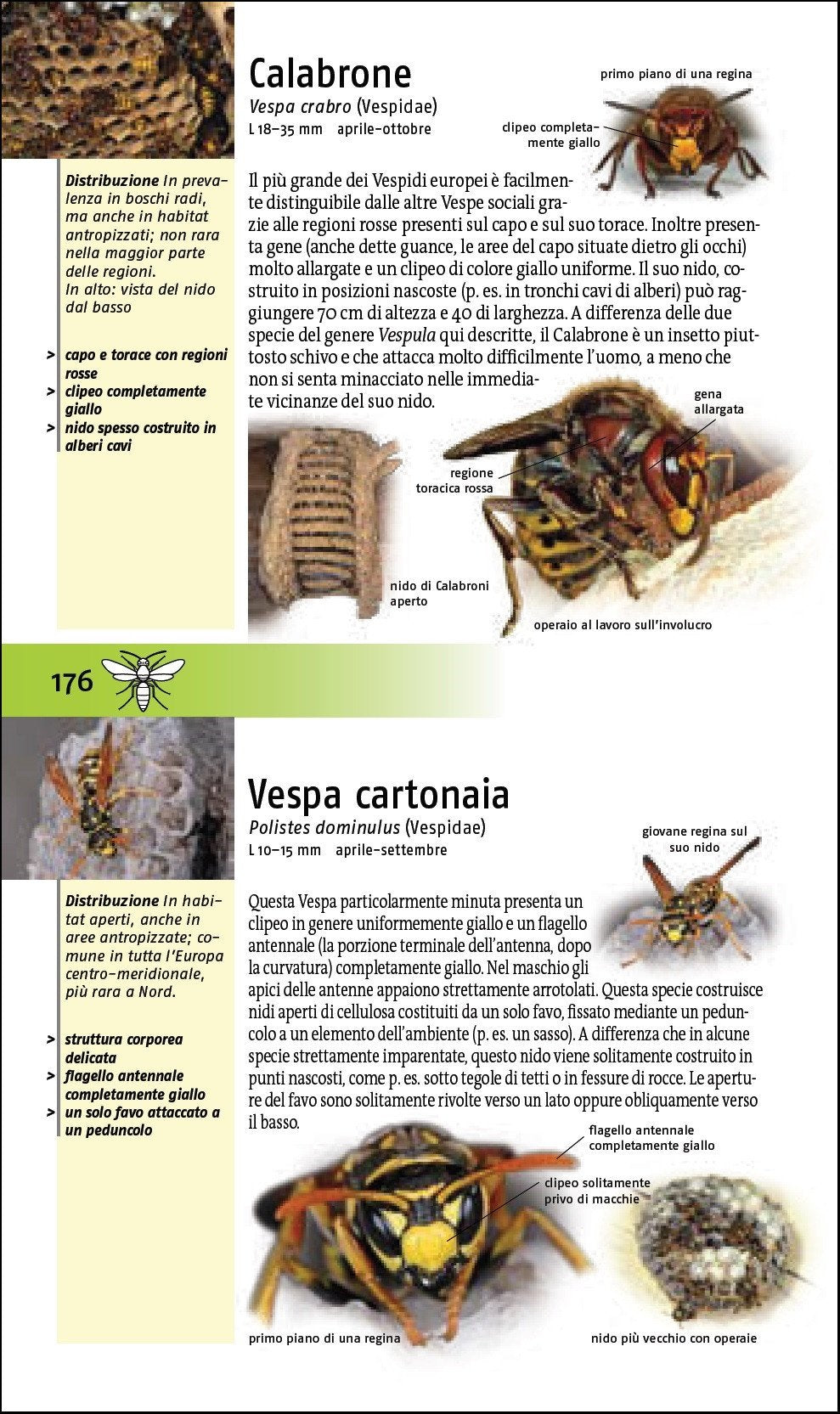 Ricca Editore Che insetto è questo? guida insetti 454